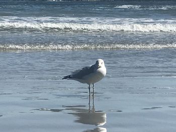 Bird on beach by sea