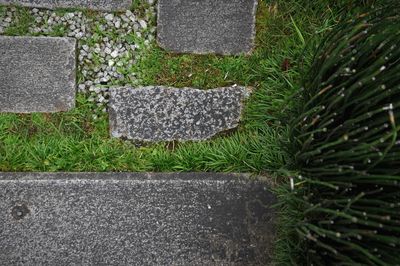 High angle view of grass growing by stones at park