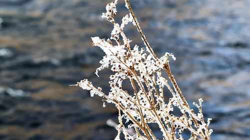 Close-up of frozen plant