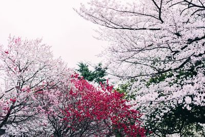 Low angle view of cherry blossoms against sky