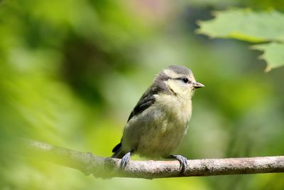 Close-up of bird perching outdoors