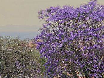 Close-up of purple flower tree against sky