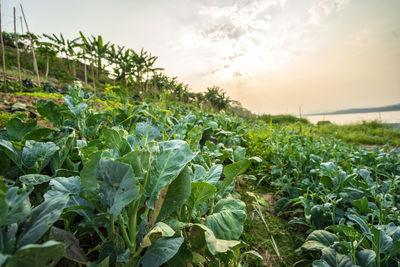 Close-up of fresh corn field against sky