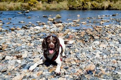 Portrait of dog sitting by water