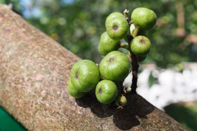 Close-up of fruits growing on tree