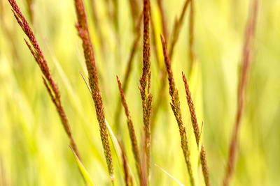 Close-up of wheat field