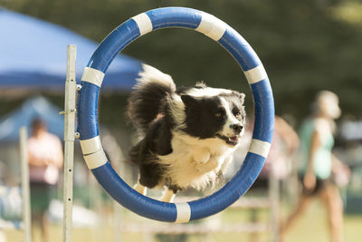 Close-up of a dog jumping through ring