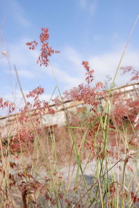 Close-up of pink flowering plants against sky