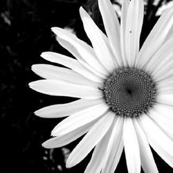 Close-up of white daisy flower