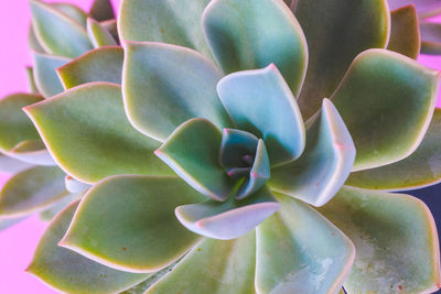 Close-up of succulent plant