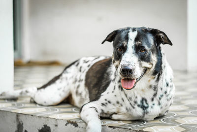 Portrait of dog relaxing on floor at home
