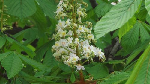 Close-up of white flowers