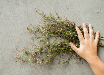 A woman hand holds a bouquet of dried wildflowers against a gray concrete wall. copyspace