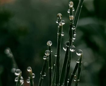 Close-up of wet plant on field