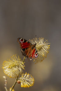 Close-up of butterfly on plant