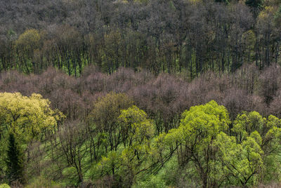 Plants growing in forest