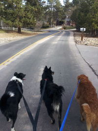 Dog on road