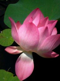 Close-up of pink flowers