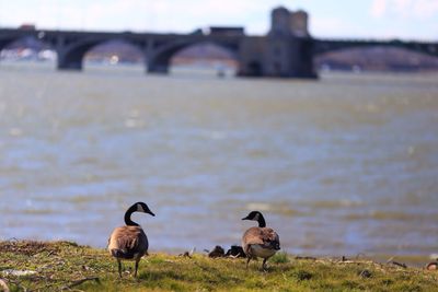 Canada geese on grassy riverbank