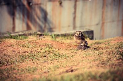 Portrait of owls on grassy field