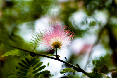 Close-up of pink flower