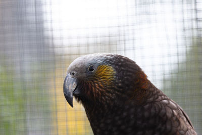 Close-up of parrot in cage