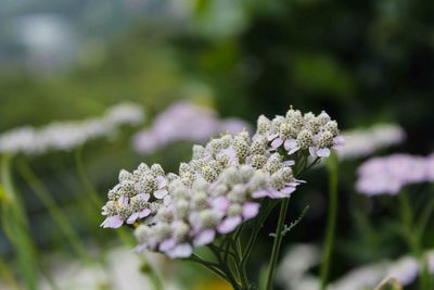 Close-up of flowers on tree