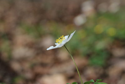 Close-up of white flower on plant