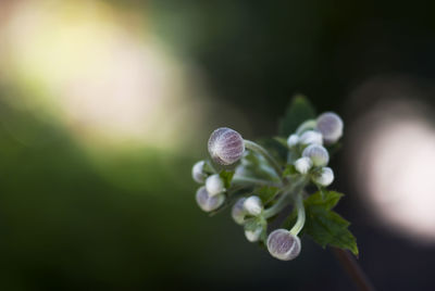 Close-up of plant