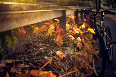 Close-up of autumn leaves