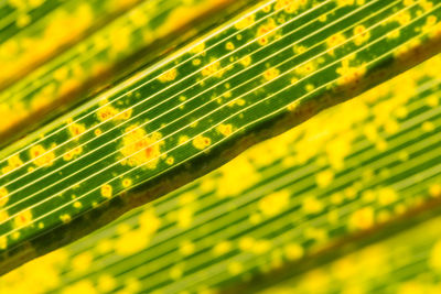 Close up of yellow flower