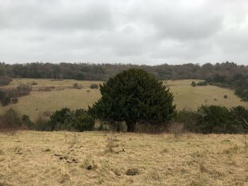 Scenic view of field against sky