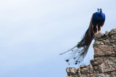 Low angle view of peacock perching on rock against blue sky