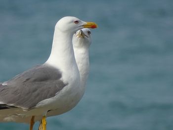 Close-up of seagull