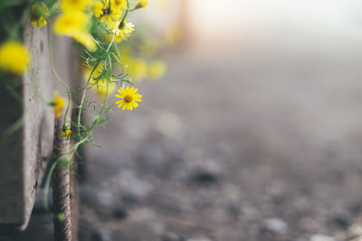 Close-up of yellow flowers blooming outdoors