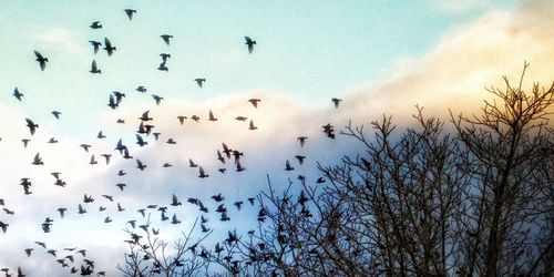 Birds flying in the sky