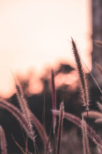 Close-up of stalks against clear sky at sunset