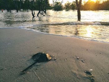 View of crab on beach