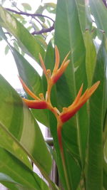 Close-up of orange flowering plant