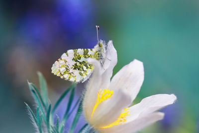 Close-up of butterfly pollinating on purple flowering plant