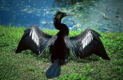 Zebras on grass by lake