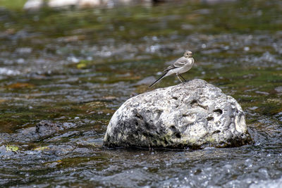 Bird perching on rock in lake