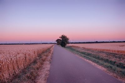 Scenic view of agricultural field against clear sky during sunset