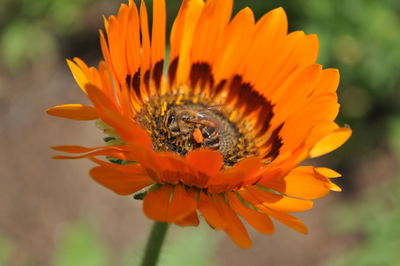 Close-up of yellow flower against blurred background