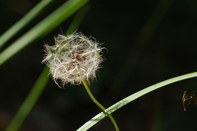 Close-up of dandelion against blurred background