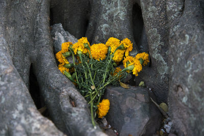 Close-up of yellow flower growing on rock