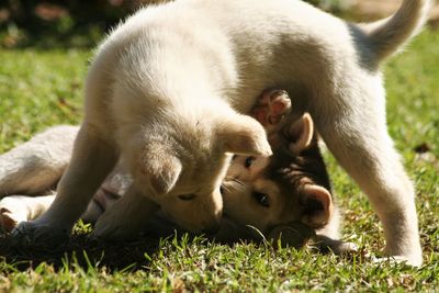 Dog sitting on grassy field