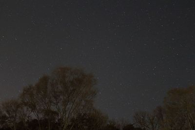 High section of bare trees against the sky