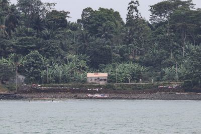 Scenic view of river amidst trees