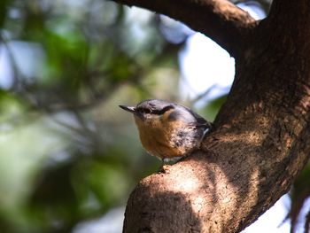 Close-up of bird perching on a tree